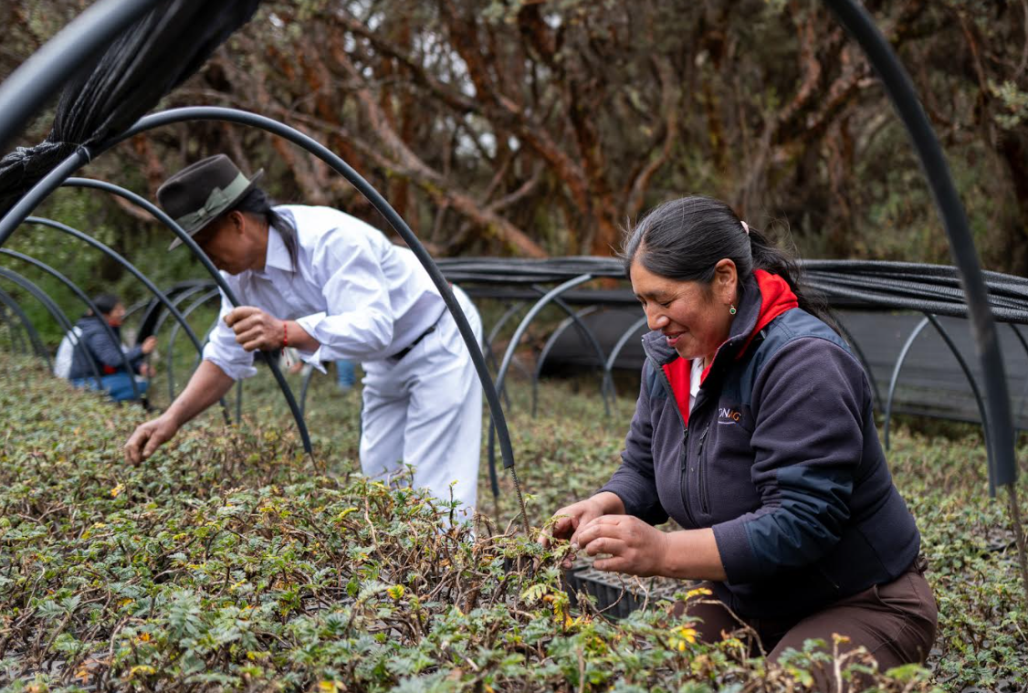 Fwd: ACCIÓN ANDINA- iniciativa que rescata bosques andinos en Ecuador