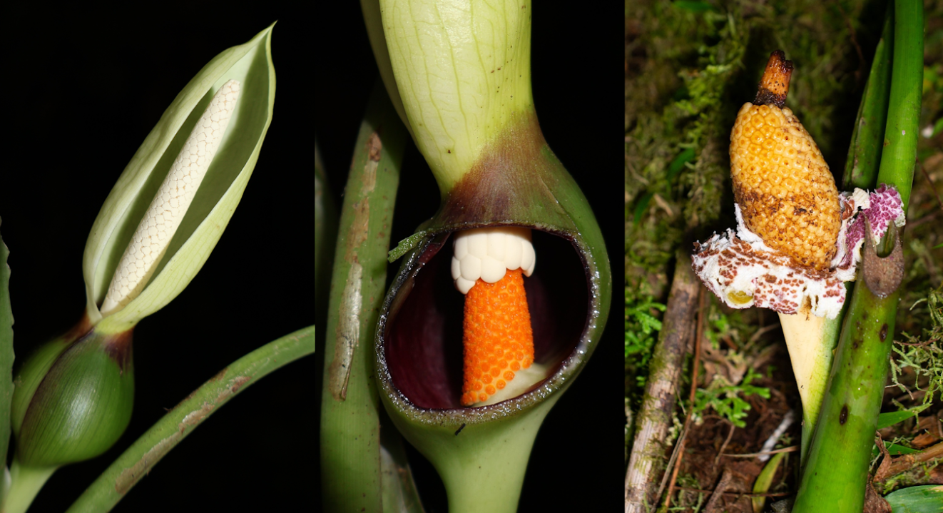 UNA NUEVA ESPECIE DE PLANTA DESCUBIERTA EN LOS BOSQUES DE MASHPI
